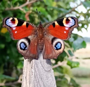 Schmetterling