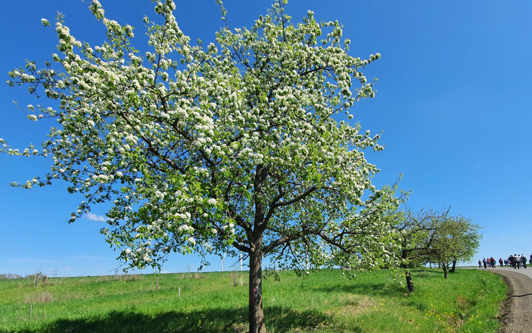 Tour 9  Schatzsucher und Obstbäume